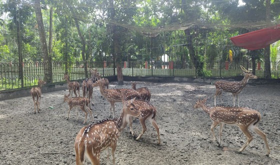 দুর্গাসাগর থেকে হরিণ নিখোঁজ: তদন্তে নেমেছে প্রশাসন ও পুলিশ