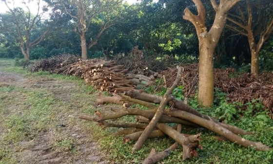 টেন্ডার ছাড়ায় রাজশাহী মেডিক্যাল বিশ্ববিদ্যালয়ের গাছ কেটে সাবাড়