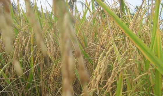 আউশধানের বাম্পার ফলন জলাবদ্ধতায় নষ্ট