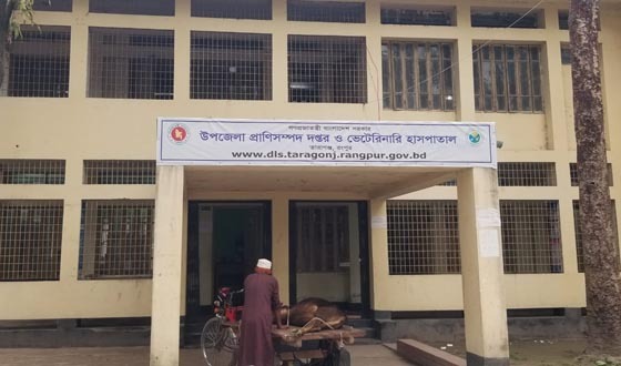 তারাগঞ্জে ভূল চিকিৎসায় গরুর মৃত্যু- বিচার চায় খামারী