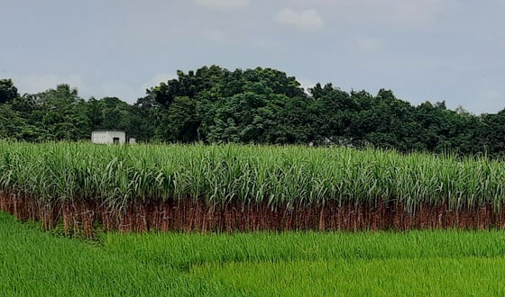 নীলফামারী জেলায় প্রতি বছর কমছে আখের চাষ