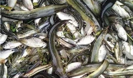 কাহারোলে চায়না দূয়ারী জালের ফাঁদে বিলুপ্তির পথে দেশী মাছ