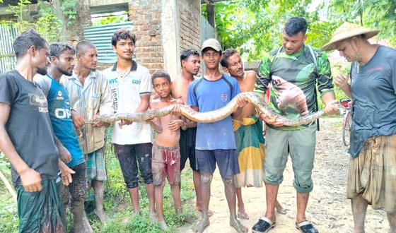 কমলগঞ্জ থেকে ৭ ফুট লম্বা অজগর উদ্ধার