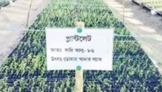 প্রতি বছর আসছে নতুন জাতের বীজআলু, ফলন বৃদ্ধির কারণে খুশি চাষী