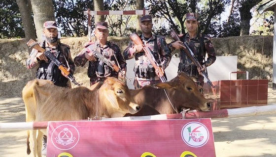 পোরশা নিতপুর সীমান্তে ভারতীয় গরু উদ্ধার