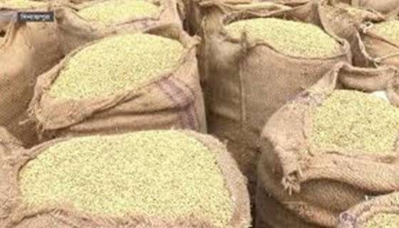 কাহারোলে আমন ধান নিয়ে শঙ্কায় কৃষক, ফলন বিপর্যয়