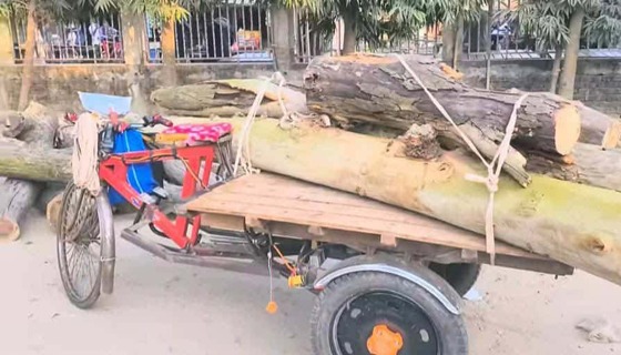 চিরিরবন্দরে সরকারি গাছ পাচার কালে গাছগুলো আটক করেছে এলাকাবাসি