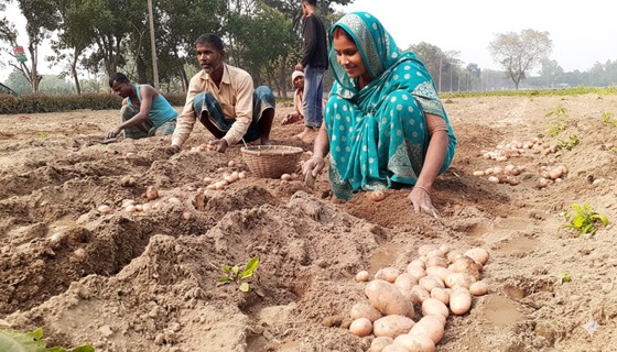 কাহারোলে মাদক সেবনের দায়ে এক জনকে ৩ মাসের কারাদন্ড