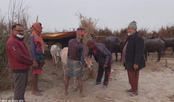 রাজশাহীর পদ্মা চরে এক রাতে দু’শ গরু-মহিষকে ভারতীয় শেয়ালের আক্রমণ