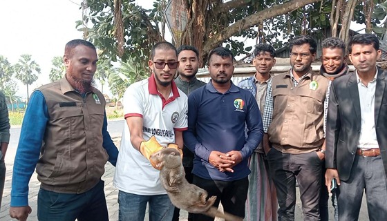 কুয়াকাটায় বিপন্ন প্রজাতির ভোদর উদ্ধার