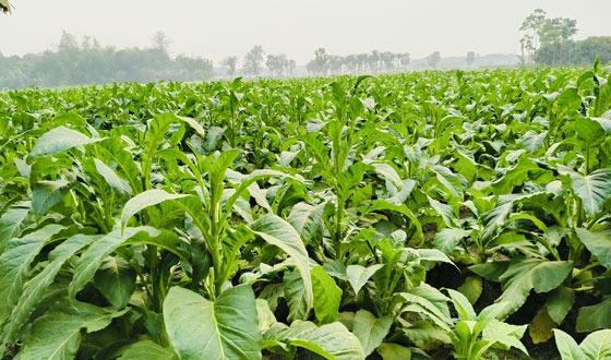 কালীগঞ্জে তামাক চাষে ঝুঁকছে কৃষক