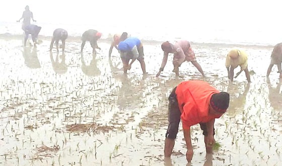 হিলিতে বোরো ধানের চারা রোপণে ব্যস্ত কৃষকরা