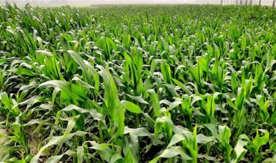 ঘোড়াঘাটে ভূট্টা ফসলের লক্ষ্যমাত্রার চেয়ে বেশী চাষ হচ্ছে