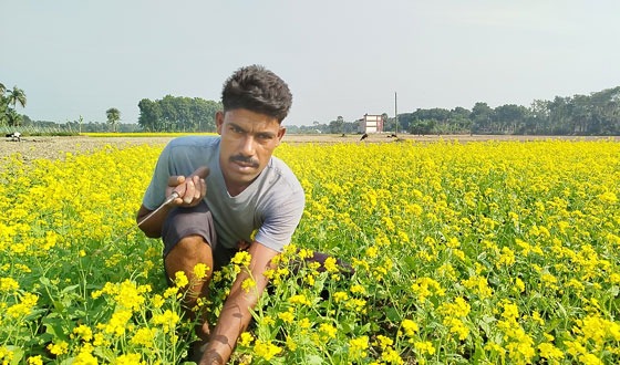 নড়াইলে বেড়েছে সরিষার চাষাবাদ