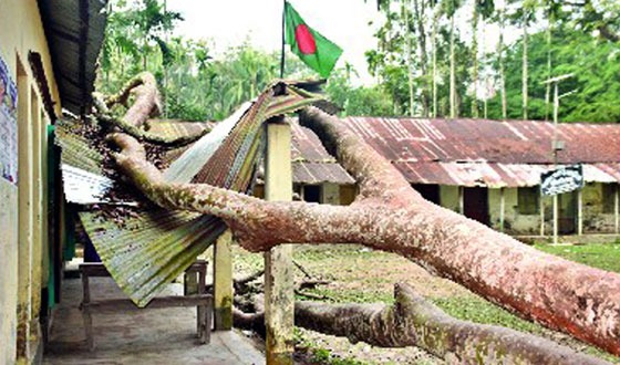 স্কুল ভবনের ওপর উপড়ে পরা গাছ অপসারণ হয়নি আট মাসেও