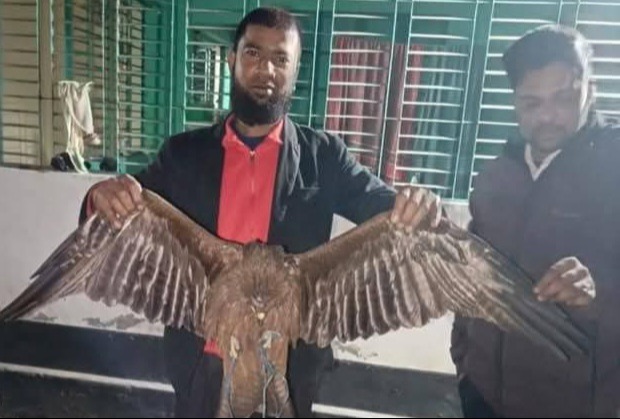 সৈয়দপুরে অসুস্থ্য চিল পাখি উদ্ধার