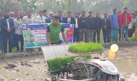 নাগেশ্বরীতে জনপ্রিয় হচ্ছে সমলয়ে ধানের চারা রোপন