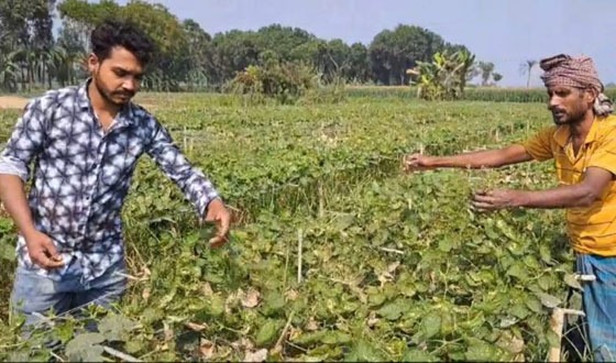 কালীগঞ্জে ফসলের ক্ষেত পুড়িয়ে দিল দুর্বৃত্তরা