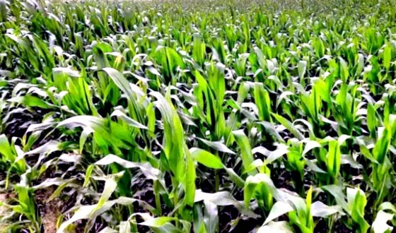 ঘোড়াঘাটে ভুট্টা ও রবি ফসলের চাষ লক্ষমাত্রা অতিক্রম করেছে