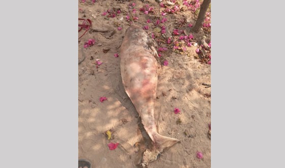 হালদা নদী থেকে মৃত ডলফিন উদ্ধার