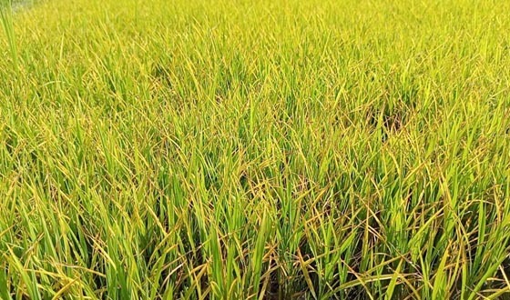 মান্দায় অপারেটর নিয়ে দ্বন্দ্বে ২০০বিঘার বোরো আবাদ অনিশ্চিত