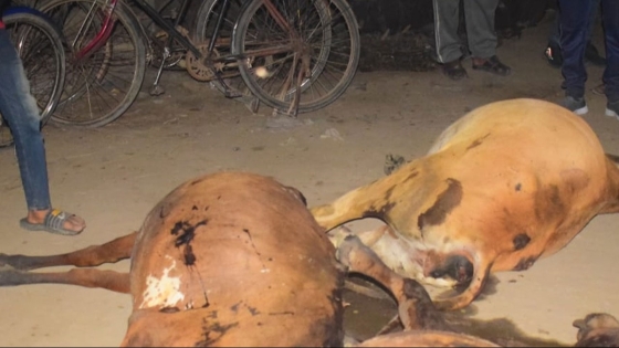 রাজশাহীতে বিষ দেয়া বাধাকপি খেয়ে  মারা গেল সাত গরু,  অসুস্থ ৬০টি