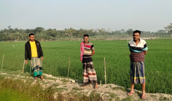 আনুলিয়ায় লবণাক্ত জমিতে প্রথমবার বোরো আবাদ হচ্ছে