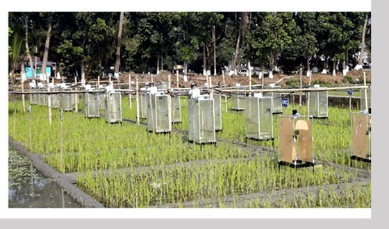 জলবায়ু পরিবর্তনের জন্য তাপমাত্রাই দায়ী