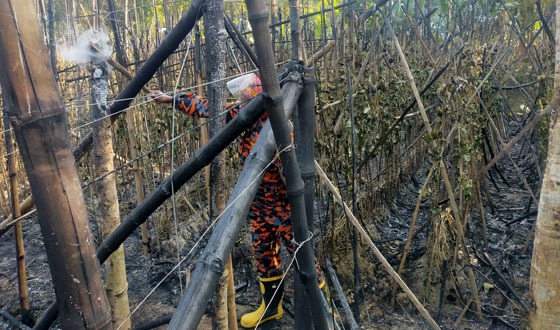 কালীগঞ্জে পানের বরজ আগুনে পুড়ে ছাই
