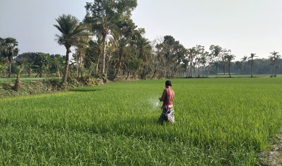 তালায় স্বাস্থ্যবিধির তোয়াক্কা নেই অধিকাংশ কৃষকের