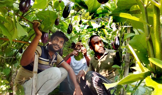 নড়াইলে কৃষি কাজে ৩ভাইয়ের সাফল্য, প্রতি মাসে আয় লাখ টাকা