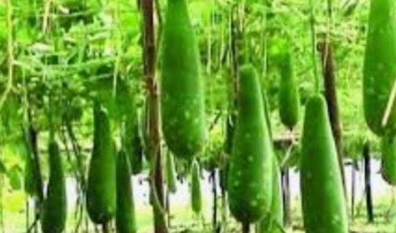 দিঘলিয়ায় লাউ চাষে সফল কৃষক ওহিদ শেখ