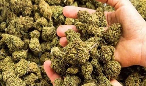 ব্রাহ্মণবাডড়িয়া গ্রাম পুলিশকে ৭কেজি গাজাসহ গ্রেপ্তার