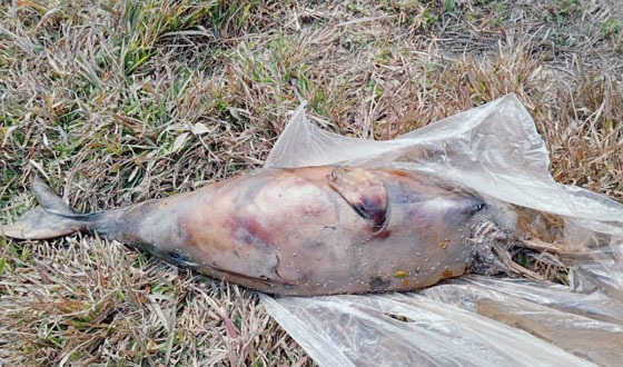 হালদা নদী থেকে ফের মৃত ডলফিন উদ্ধার