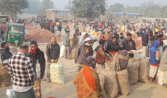 সুজানগরে মূলকাটা পেঁয়াজের বাজারে আরেক দফা ধস