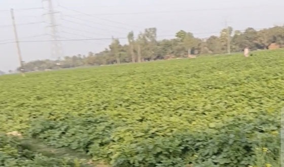 তানোরে প্রান্তিক আলু চাষীদের মাথায় হাত