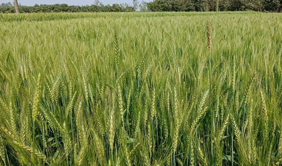 পোরশায় গমের বাম্পার ফলনের সম্ভাবনা