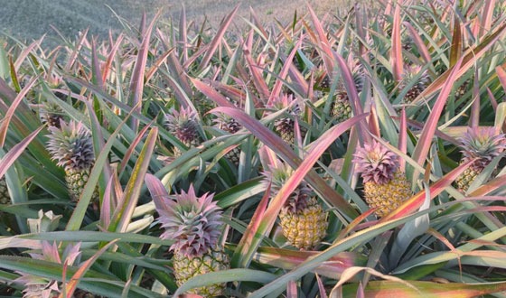 রাঙ্গামাটিতে হানি কুইন জাতের আনারসের ব্যাপক ফলন