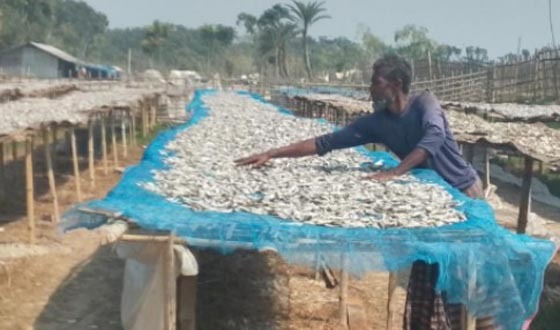 সানতলা গ্রামে মাছ শুকানোর কারণে মানুষের মধ্যে অসন্তোষ