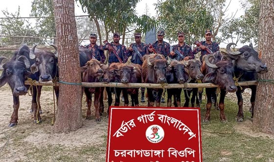 চাঁপাইনবাবগঞ্জ সীমান্তে ১০ ভারতীয় মহিষ জব্দ