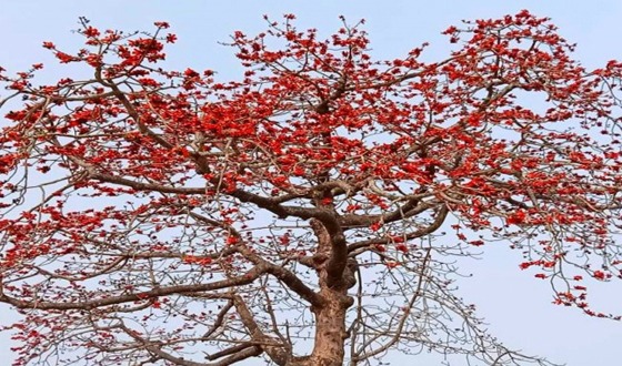 কাহারোল থেকে দিন দিন হারিয়ে যাচ্ছে শিমুল গাছ