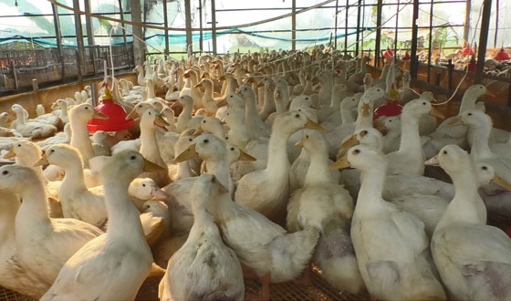 রাজারহাটে এখন জনপ্রিয় পেকিন জাতের হাঁস পালন