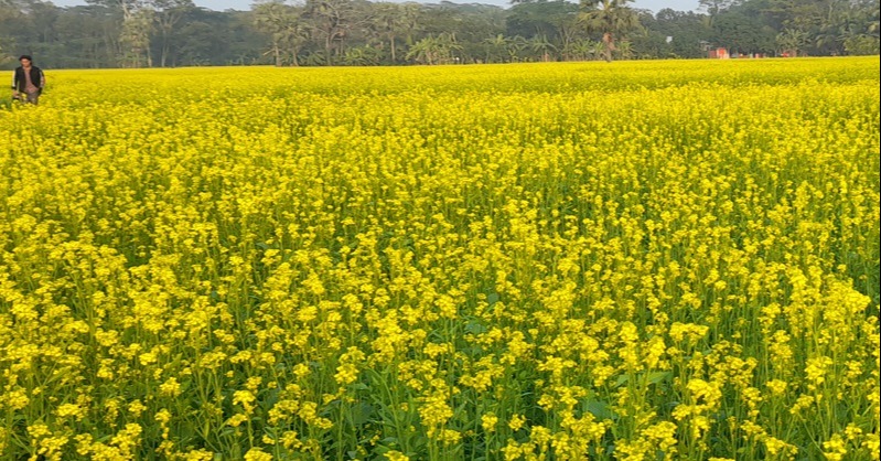 চিতলমারীতে দিগন্তজোড়া সরিষার