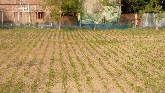 দিঘলিয়ায় ভুট্টা চাষে নতুন সম্ভাবনা, ঝুঁকছে কৃষক