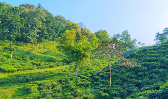 পর্যটনের অপার সম্ভাবনা মাধবপুর