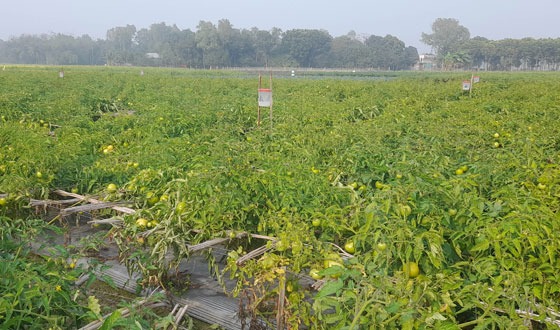 সুজানগরে টমেটো চাষ করে সফল কৃষক