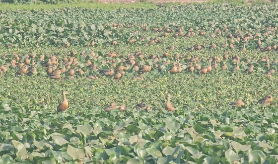 কিশোরগঞ্জের প্রাণরেখা নরসুন্দা নদীটি পুণ:রুদ্ধার হোক