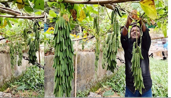 পতিত জমির ময়লা আবর্জনার স্তুপ এখন সবজির ক্ষেত