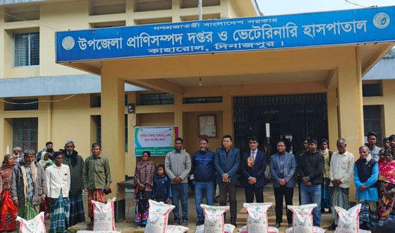 কাহারোলে মুরগীর খাবার বিতরণ