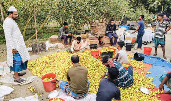 কালীগঞ্জে ৭ বছরে ৬ গুন কুল চাষ বৃদ্ধি পেয়েছে